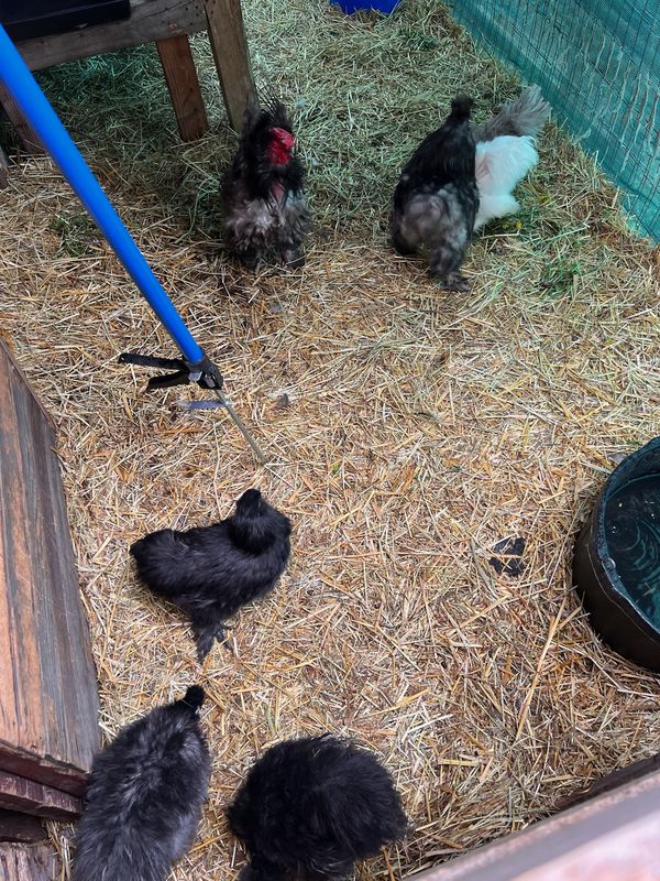 Laying hens producing eggs at AI Sustainable Foods Container 2